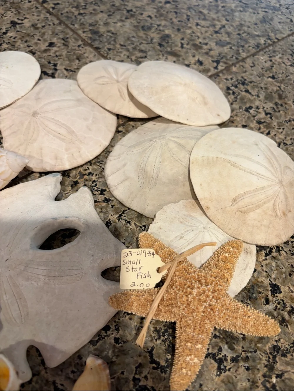 Natural Sea Shell Lot Starfish Sand Dollars Clam Shells Conch Shells